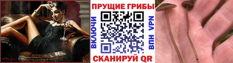 Галлюциногенные грибы GOLDEN TEACHER  цена   Кириллов 